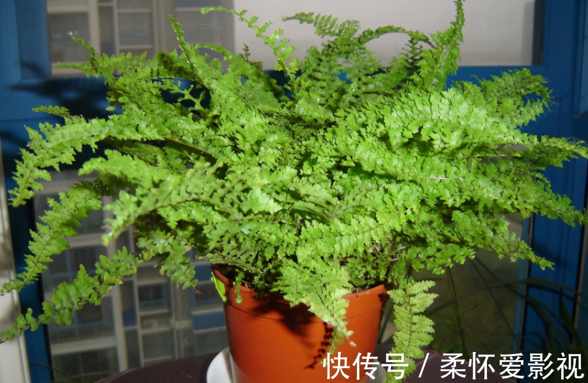 给卧室挑选盆栽,得兼顾安神的作用,聪明人早入手养这3样了