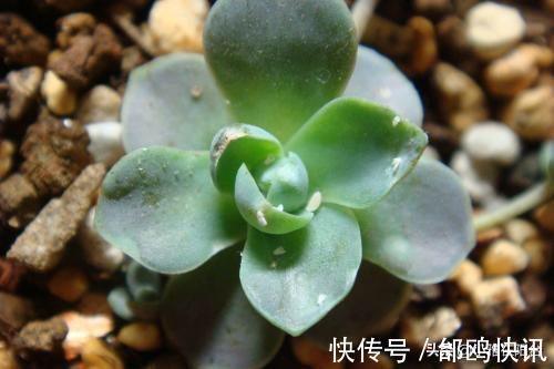 多肉长虫了怎么办3个小方法，虫子一个都不见，叶片又肥又美