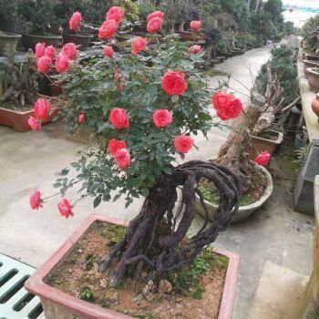 茉莉花|花市碰上这几种“花老桩”,便宜也不能入手,带回家养不活不开花