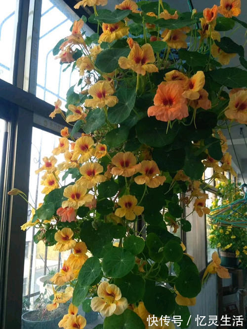 盆栽花|世界名花“旱金莲”,优秀的室内盆栽花,家里养一盆,四季有花看