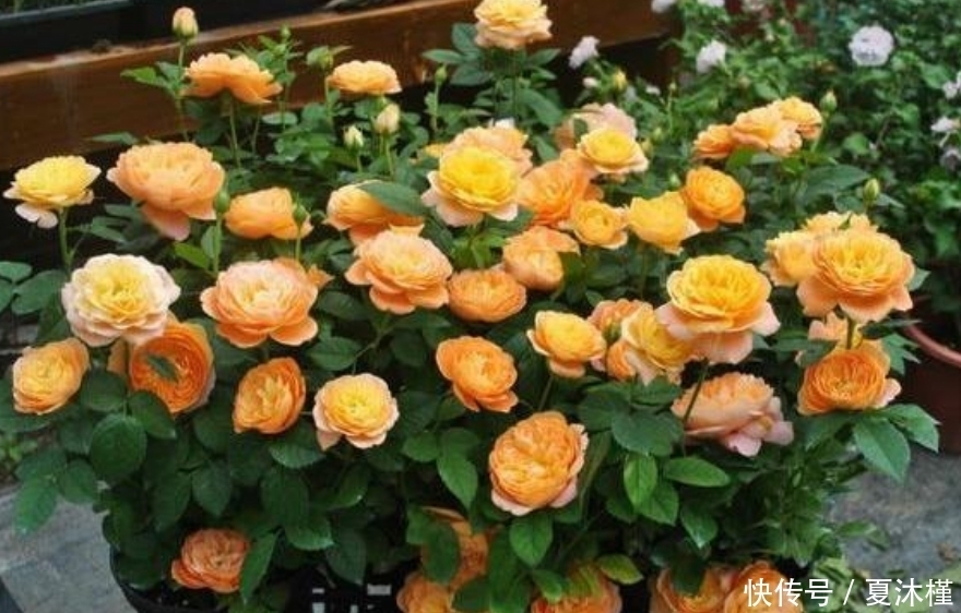 最受欢迎的4种花,浇点水就疯长,越晒开花越多,家里变花海!