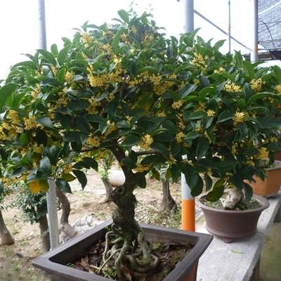 在家里种此树,除了观赏性强,长大了很值钱