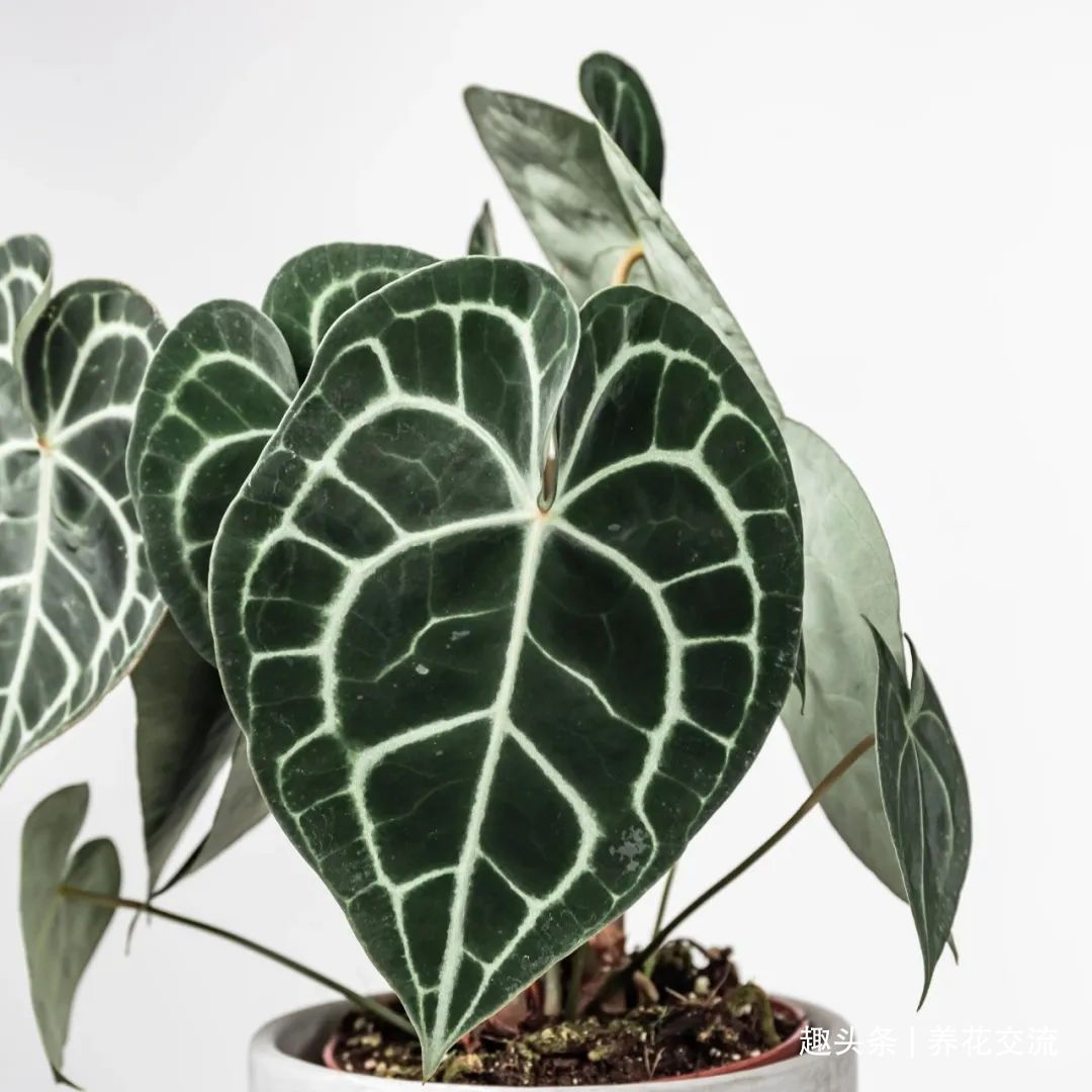 红掌和火鹤花是同一种植物花朵为啥会变绿,如何让它复花