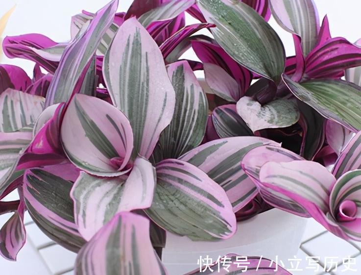 吊兰&油画婚礼吊兰养护,感受油画的世界体味绚丽斑斓的色彩