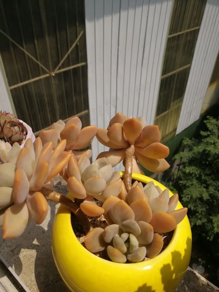 养多肉两年，200多盆养死的不到10盆，记录点点滴滴！