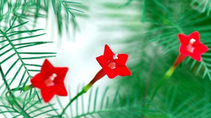 喜欢菊花,不如养盆“精品玫瑰”香格里拉,似晚霞映水,娇艳迷人