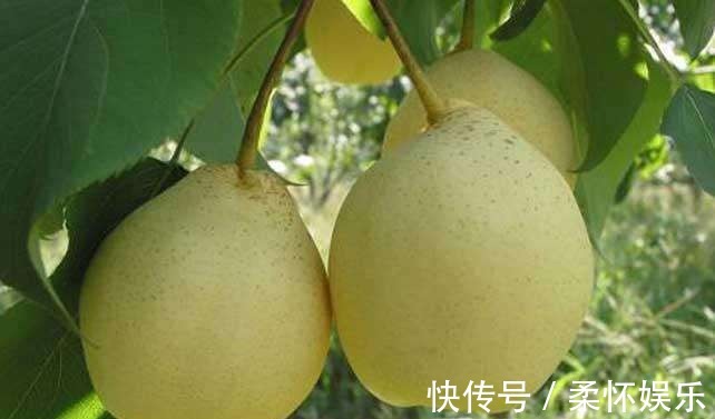 叶三苜蓿齿|爱美女性多吃3种食物,营养丰富、滋润身体,早吃早健康!