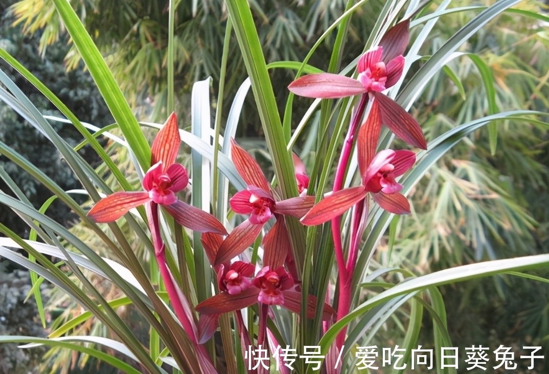 老花匠们最喜欢的三款兰花,花色顶级、甜香四溢