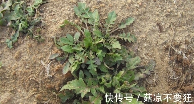 野草|长在地里的野菜,很少一部分人知道这种野草,营养价值却非常高。