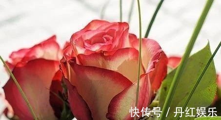 茂盛|六天后，缠绵悱恻，难舍难离，花开茂盛，为爱停留，一往情深