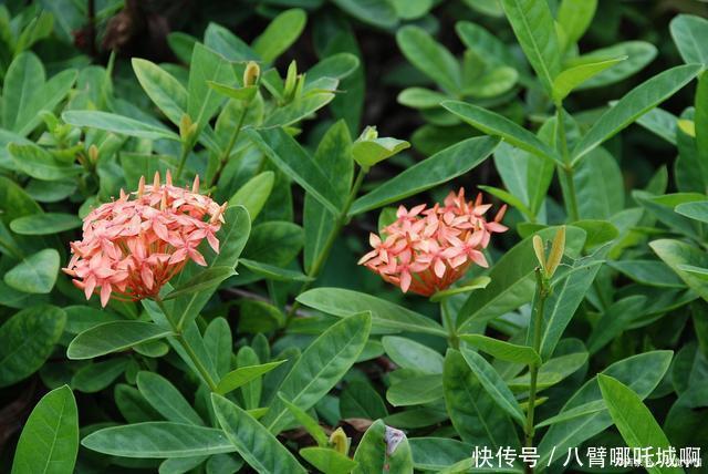 阳台|阳台养花,别错过这6种花,春夏秋冬有花赏