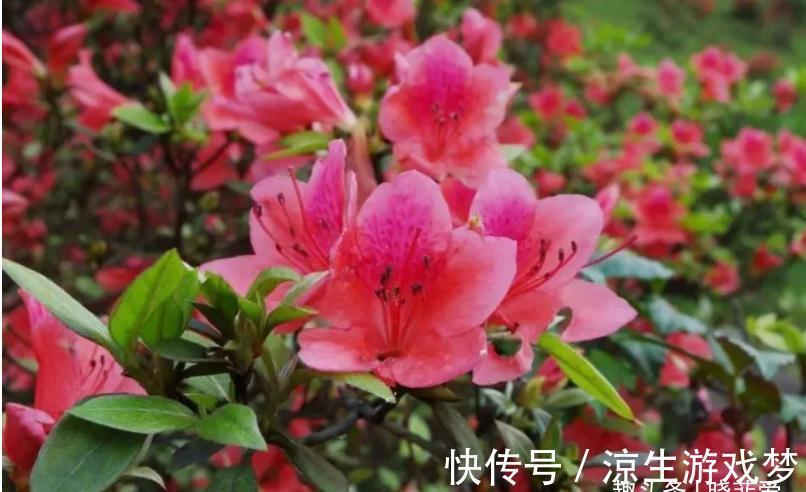 公认难养的10种“漂亮花”，没有几年养花经验，建议别买回家