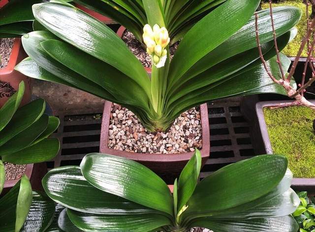 花盆|君子兰一直长不好,跟“换盆”有关系,很多人都做错了