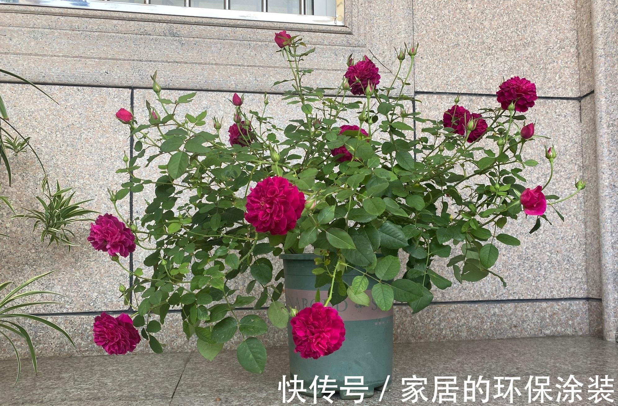 月季|你的阳台还有位置吗？养棵“黑伍德”，多季有花开，赏花又闻香！