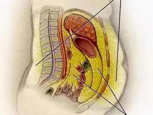 膳食纤维|吃粗粮能减肥吗？吃多少比较好？什么人不能吃？一文全读懂