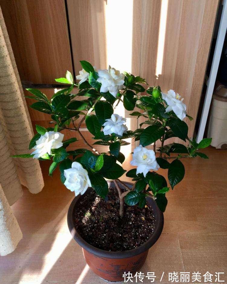 10种花“冷天”长得慢,“穷养”多晒更健壮,不然易烂根,难过冬