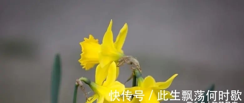 生肖|元宵节开始，致富门路广，3生肖收入大涨， 一年更比一年强