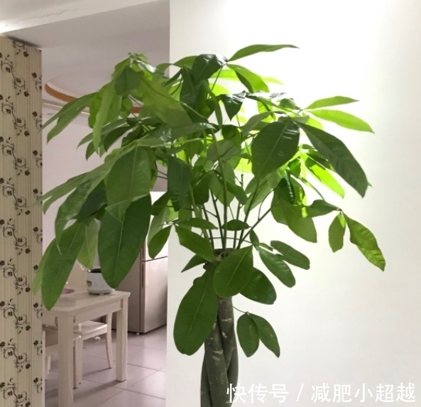 寓意好的发财树,这么养护,叶片不发黄!