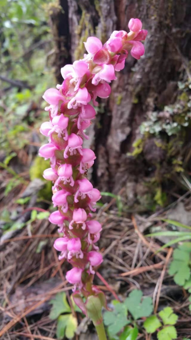 生物|杨向红镜头下的玉龙雪山奇花异草，见证了丽江生物多样性之美