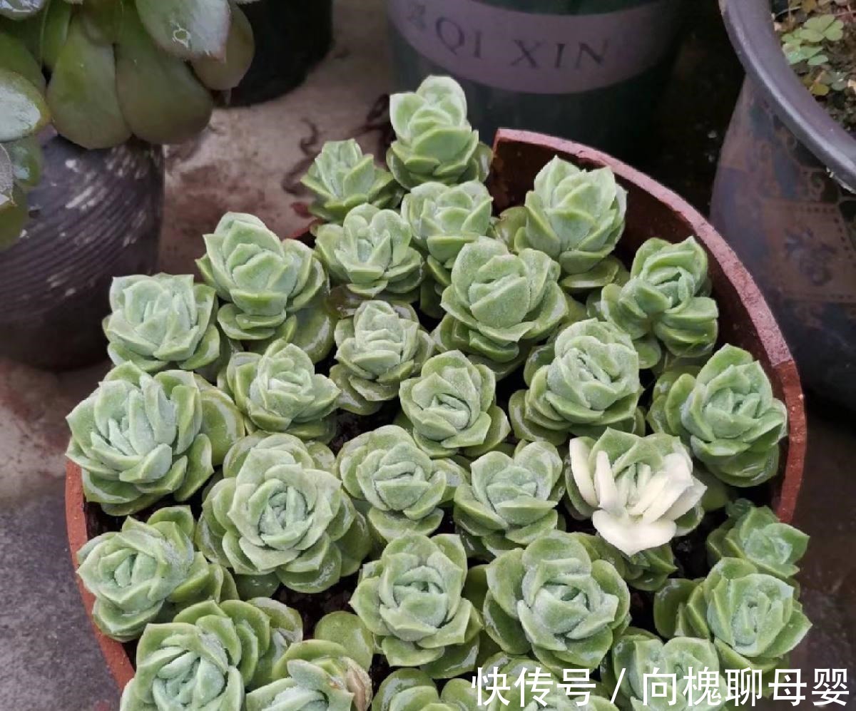 花花|最难养的9种多肉,生病了难“医治”,新手轻易别碰