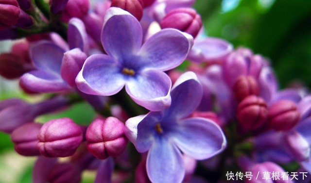 新手养花，不如养一盆花中精品“素客”，似娇艳情人，芳香四溢