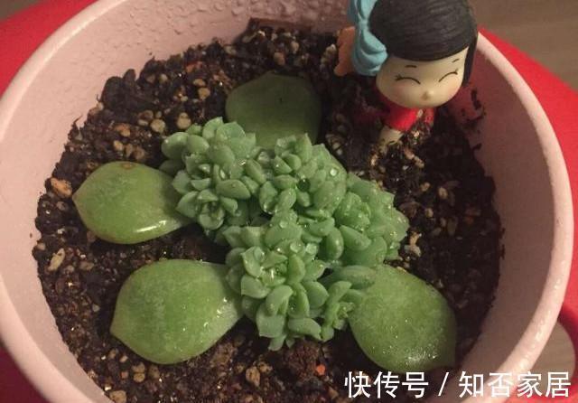 成就感|叶插就是对多肉的一种升级，6个品种叶插爱多头，满满都是成就感