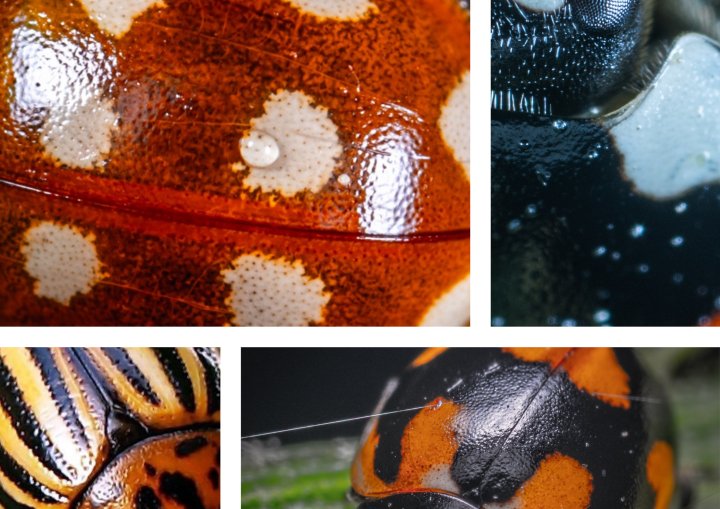 昆虫嘉年华|中秋收下这份欢乐秘笈 来钱唐农园玩转亲子昆虫嘉年华