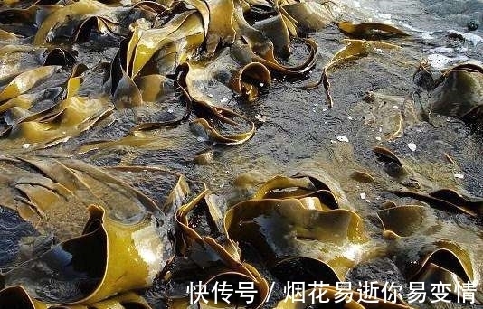 腌渍菜|日本长寿村的老人靠它长寿,中国虽然产量高,可惜却没人吃