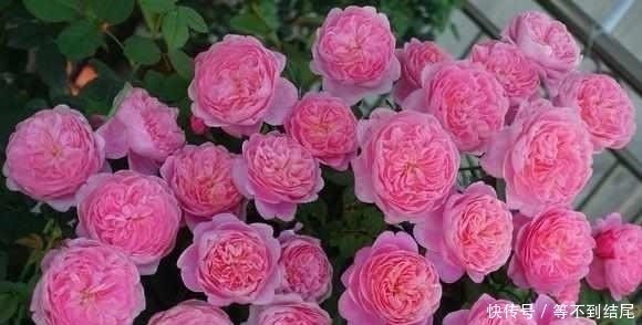 这么美的月季花,竟然是大叔用这5种水浇出来的,花朵比脸还大