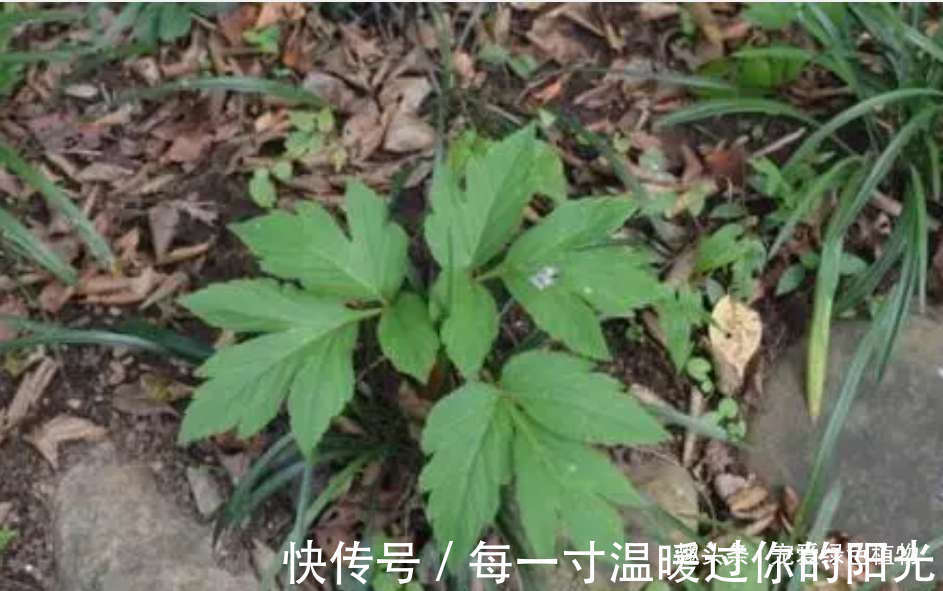 小花|人称“长寿草”,能“解毒,降三高”,家里种1盆,常吃身体好!