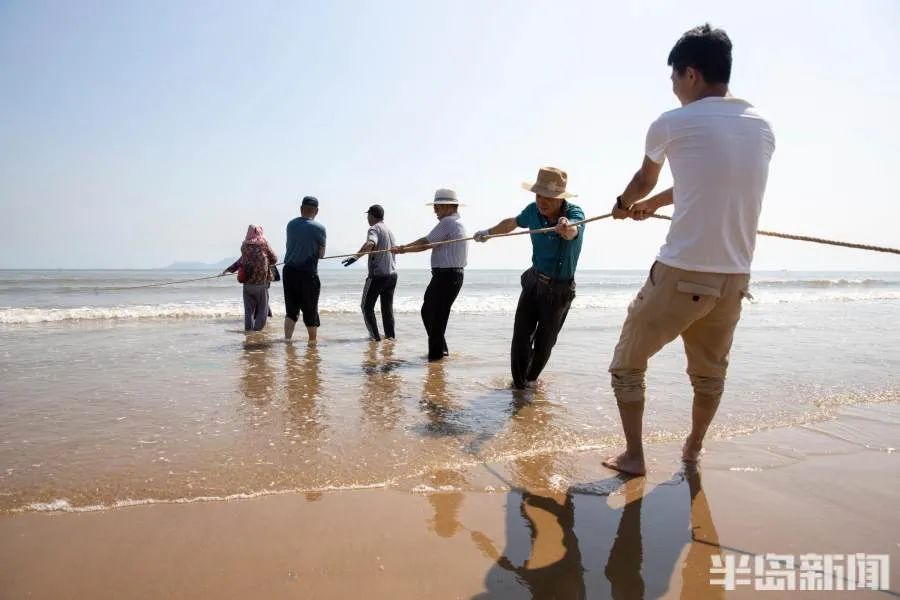 青岛|青岛崂山水库开闸放水，一群一群的花鲢鱼冲下河！一条二三十斤重，有人成麻袋往家搬