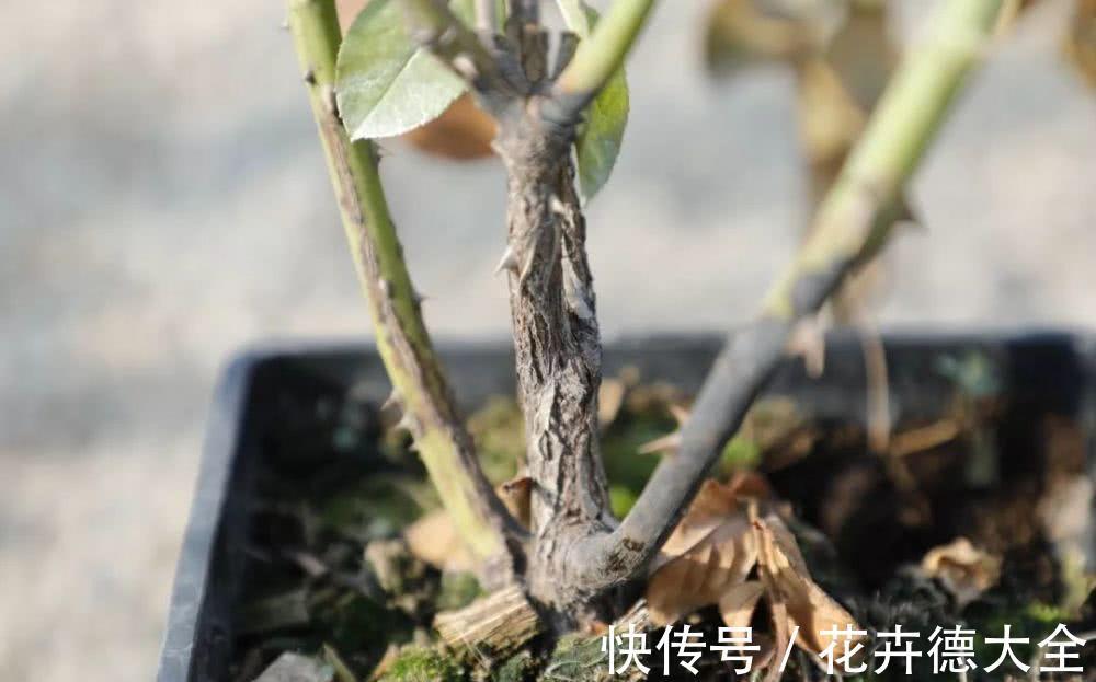 爆盆|月季夏天黑杆不用担心,可能3点没有做好,改变养护入秋就爆盆