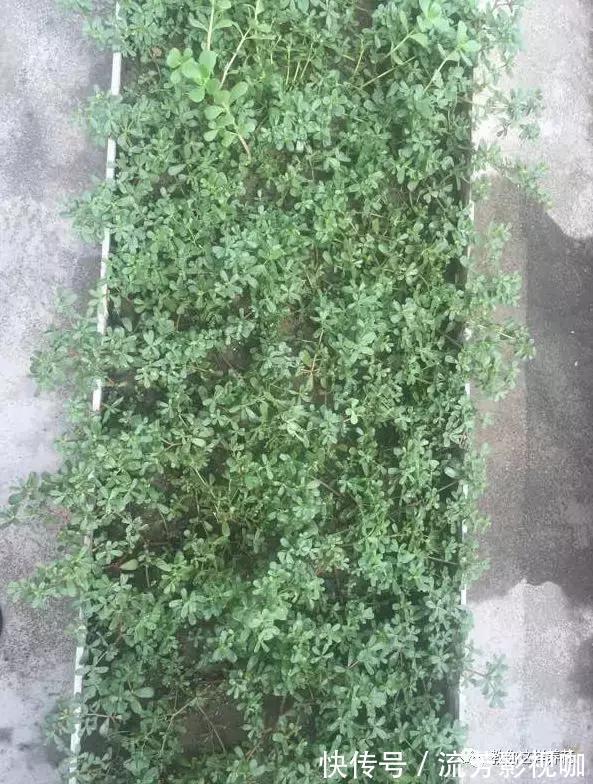 可口|1种野菜含钾高,阳台就能种,年年可摘,好吃可口!