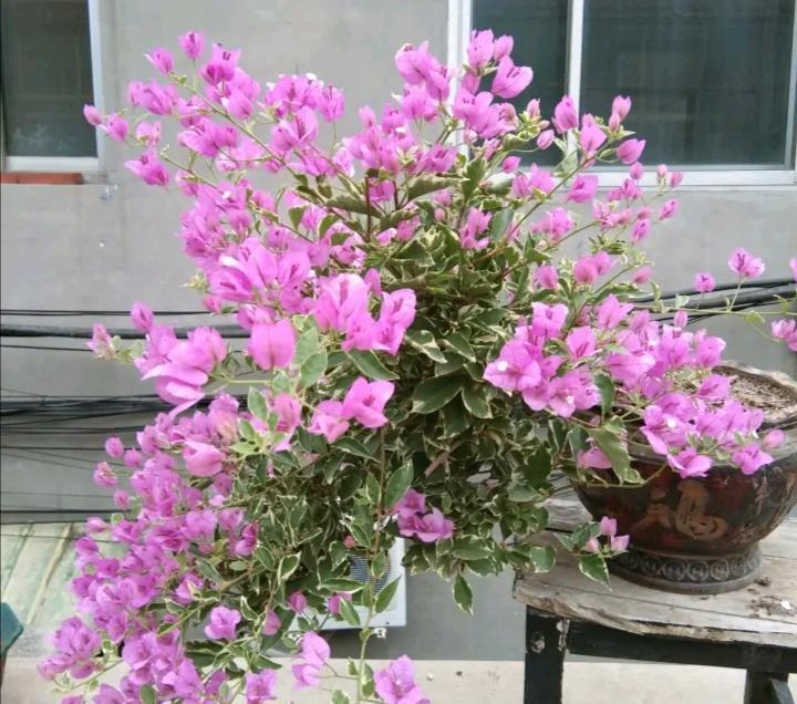 让三角梅全枝爆花的几个“要领”,满树新枝,出芽多,枝枝有花