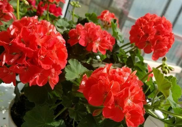 适合家里养的4种花,全年开花不长虫