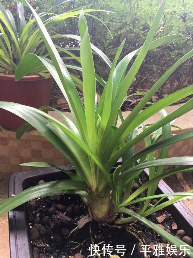 花花|这花被误认为“蓝色君子兰”,开花特漂亮,一根枝能开50朵花