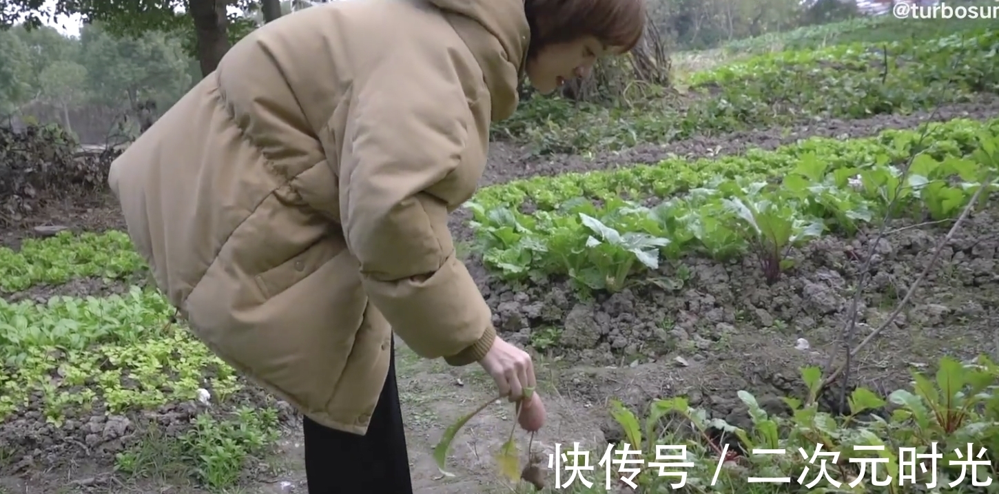 不小心拔农户萝卜,站在菜园里慌张又愧疚