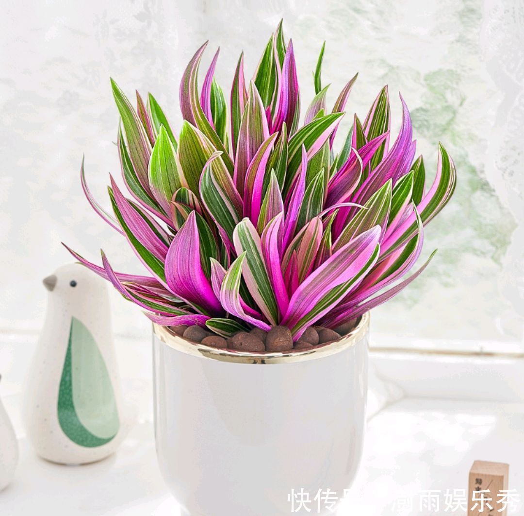 13种“阴冷花”,客厅没光照,长得更旺,越晒越难看