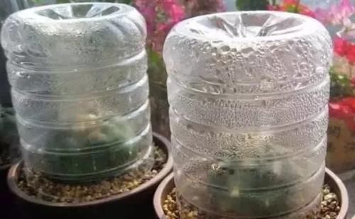 家里的多肉不抗晒，室外气温未至28度，养花人就得这么打算