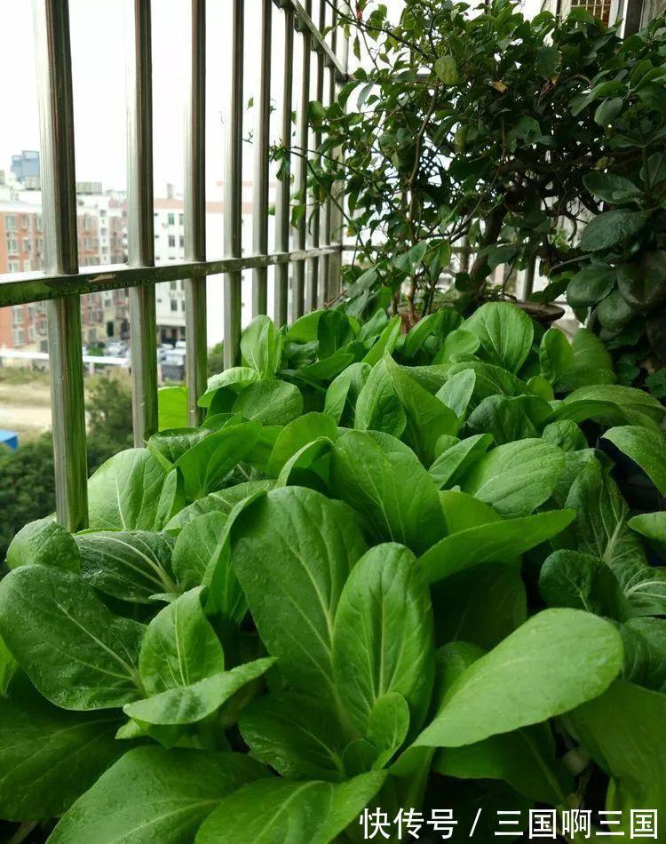 4种“小菜根”，吃完不要扔，埋在花盆里，半个月又长出新蔬菜