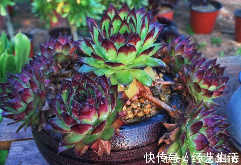 养多肉我一般不建议施肥,但这种多肉适当地施肥却可以养得更好