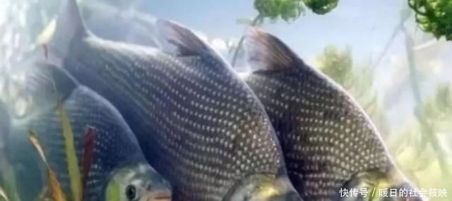钓鱼|钓鱼“黑”午时不是鱼儿难钓获,而是你方法不对路