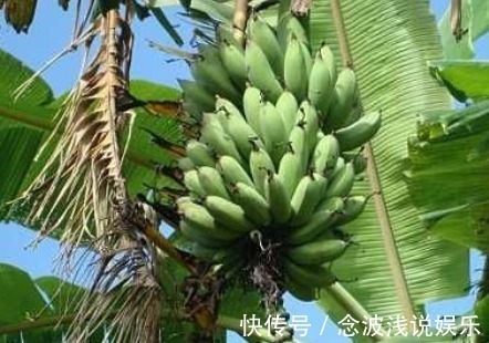 技巧|普通黄香蕉缓解贫血,避免感冒,这几个种植技巧你知道吗?