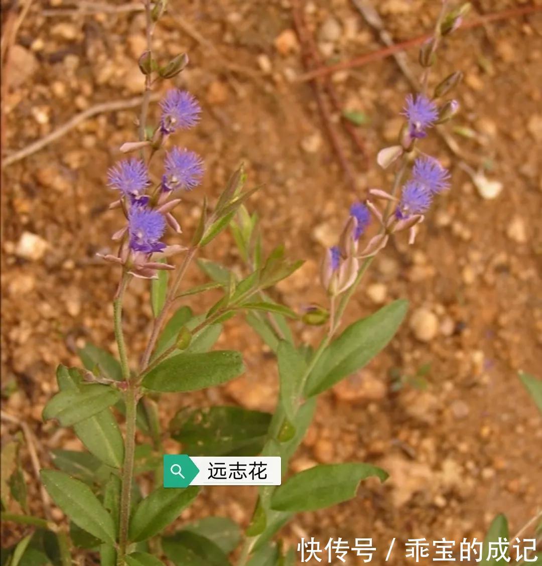 肾气|中药古今研究：远志