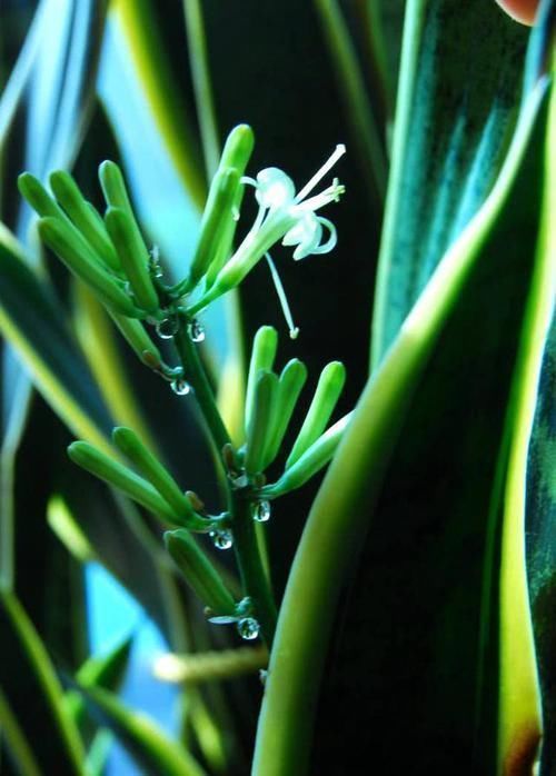 满处|虎皮兰盆里放2种东西,小芽满处钻,叶子坚硬还翠绿