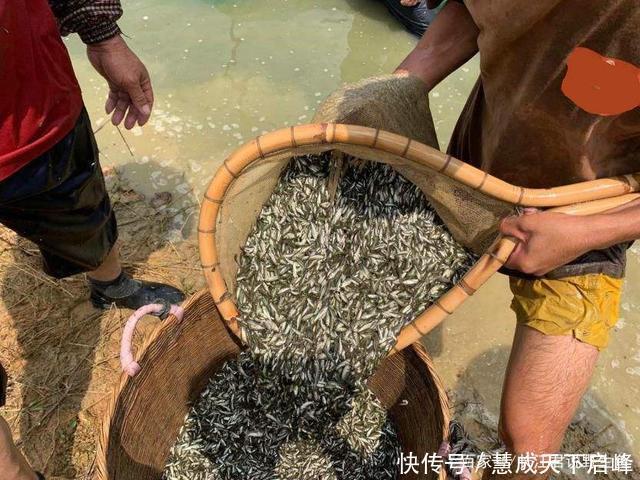 江西太冷了红眼鲮入侵江西却被成群冻晕,钓鱼人可以捞几十斤