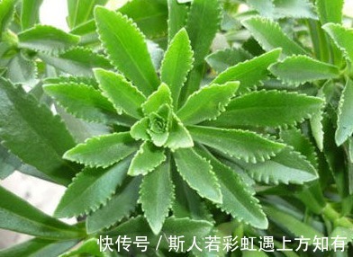 救心菜|乡下有种野菜，被称作“救心菜”“金不换”，价值很珍贵快要绝迹