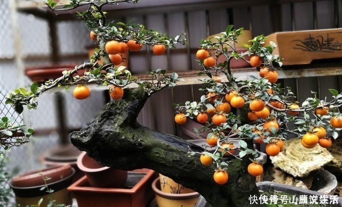 树桩|这种植物的果子挂枝头很像灯笼，是观果盆景的上好品种，你喜欢吗