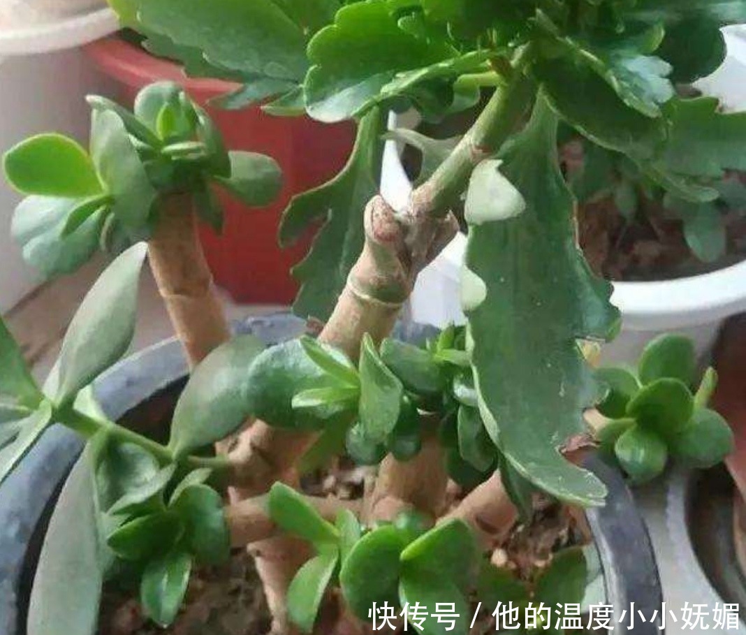 5月养长寿花,记得做好4件事,多长新枝,花期多开花