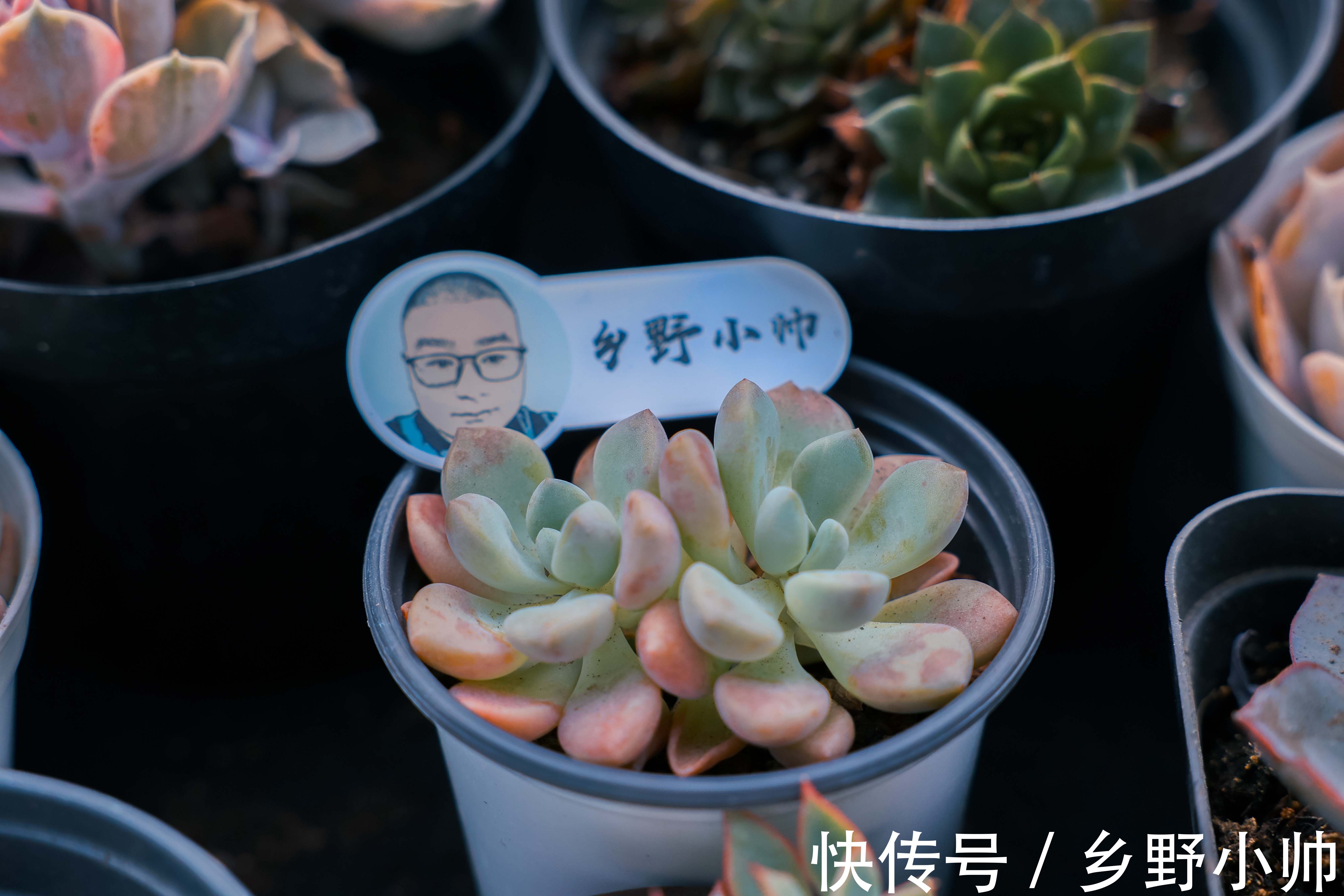 生长期|养出来的多肉， 个个肥嘟嘟的，都是小包子